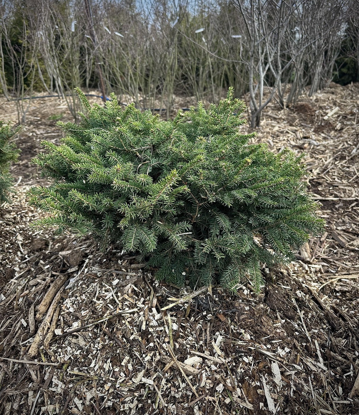 Ель обыкновенная `Нидиформис``Nidiformis`