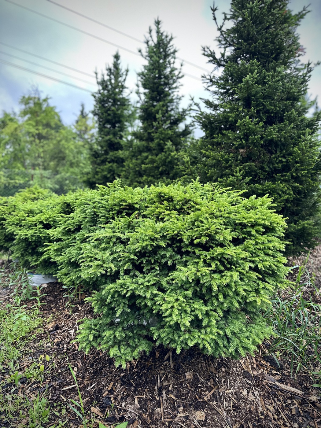 Ель обыкновенная `Нидиформис``Nidiformis`