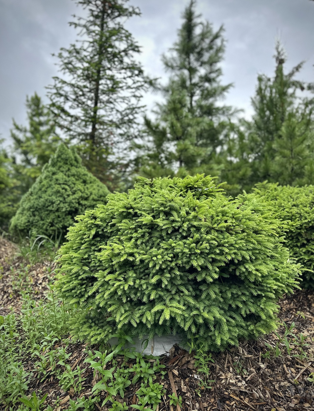 Ель обыкновенная `Нидиформис``Nidiformis`