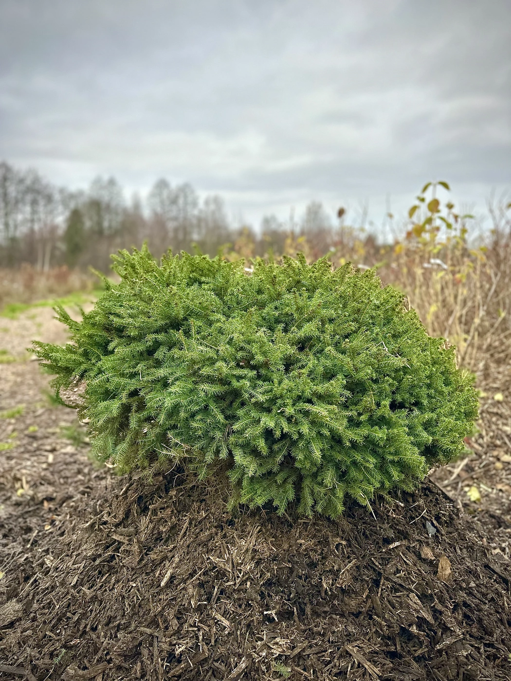 Ель обыкновенная `Нидиформис``Nidiformis`