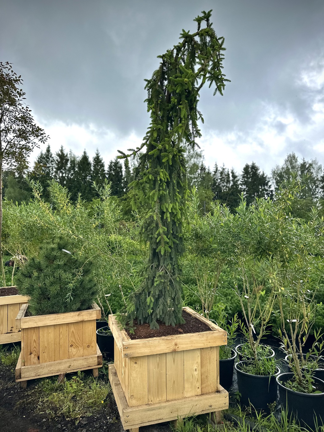 Ель обыкновенная `Инверса``Inversa`