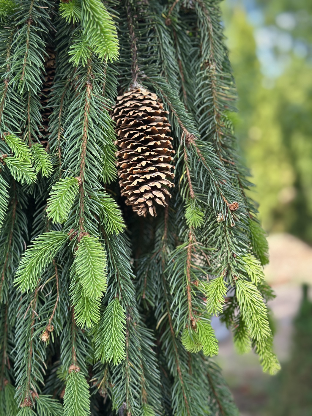 Ель обыкновенная `Инверса``Inversa` — изображение 2