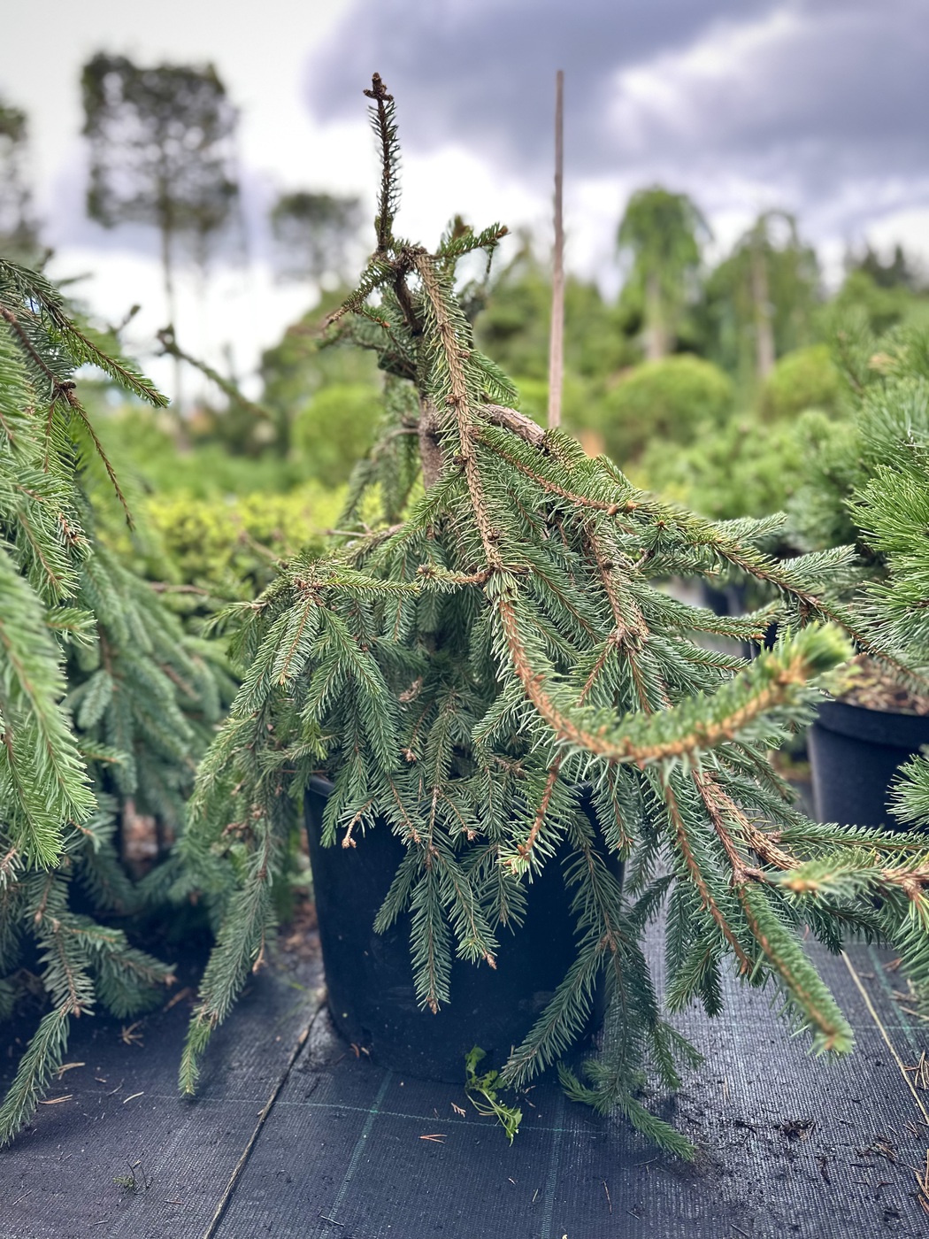 Ель обыкновенная `Инверса``Inversa`