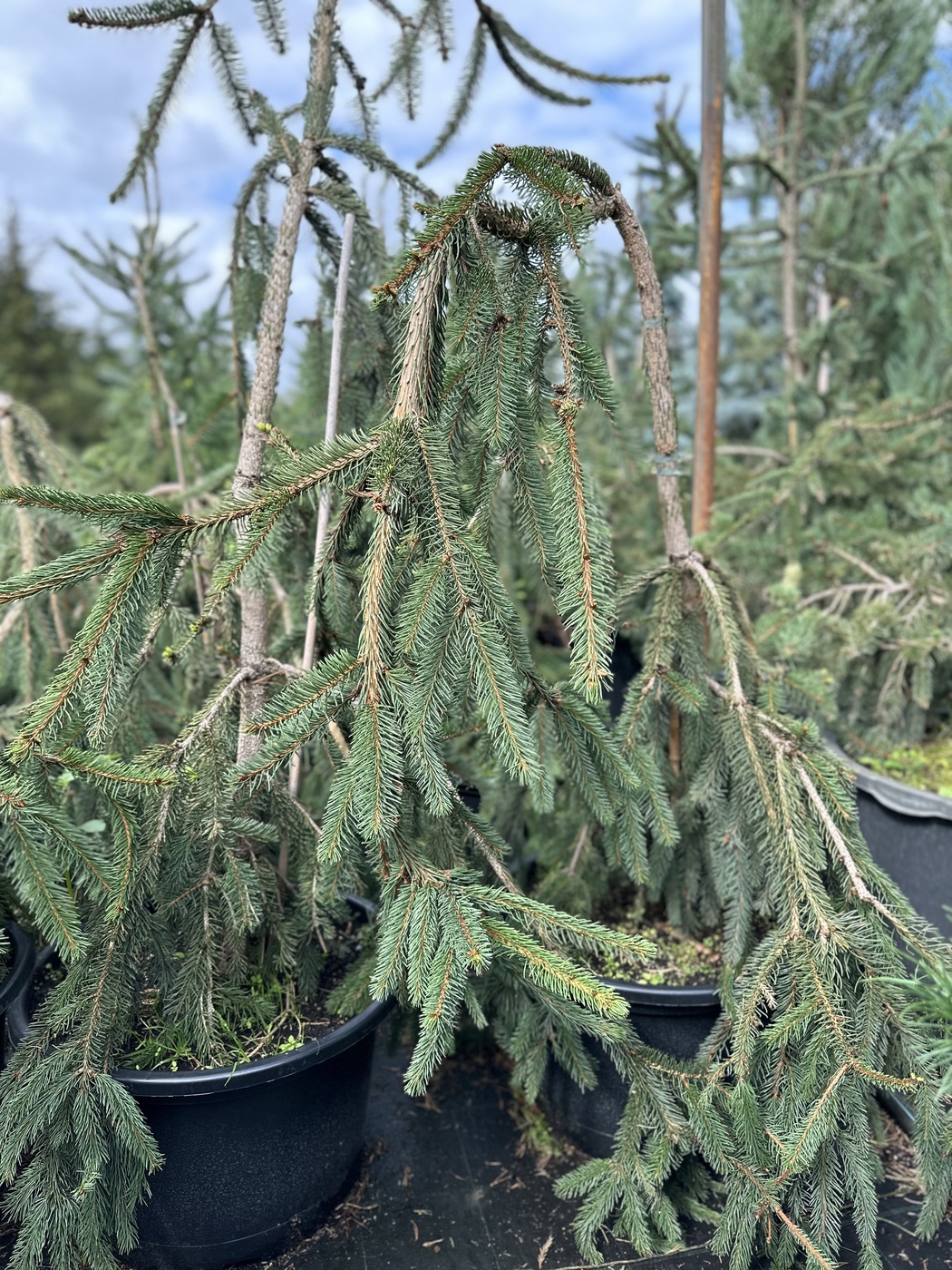 Ель обыкновенная `Инверса``Inversa`