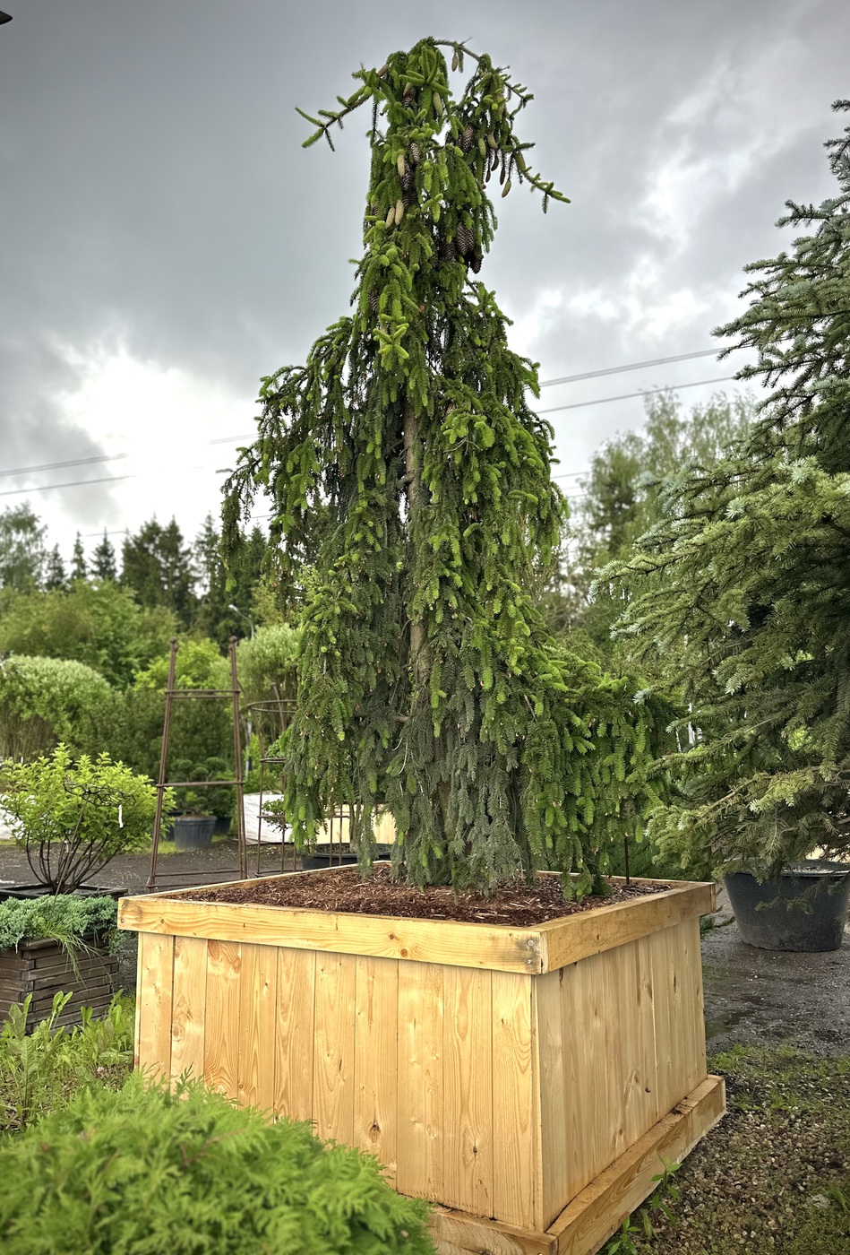 Ель обыкновенная `Инверса``Inversa`