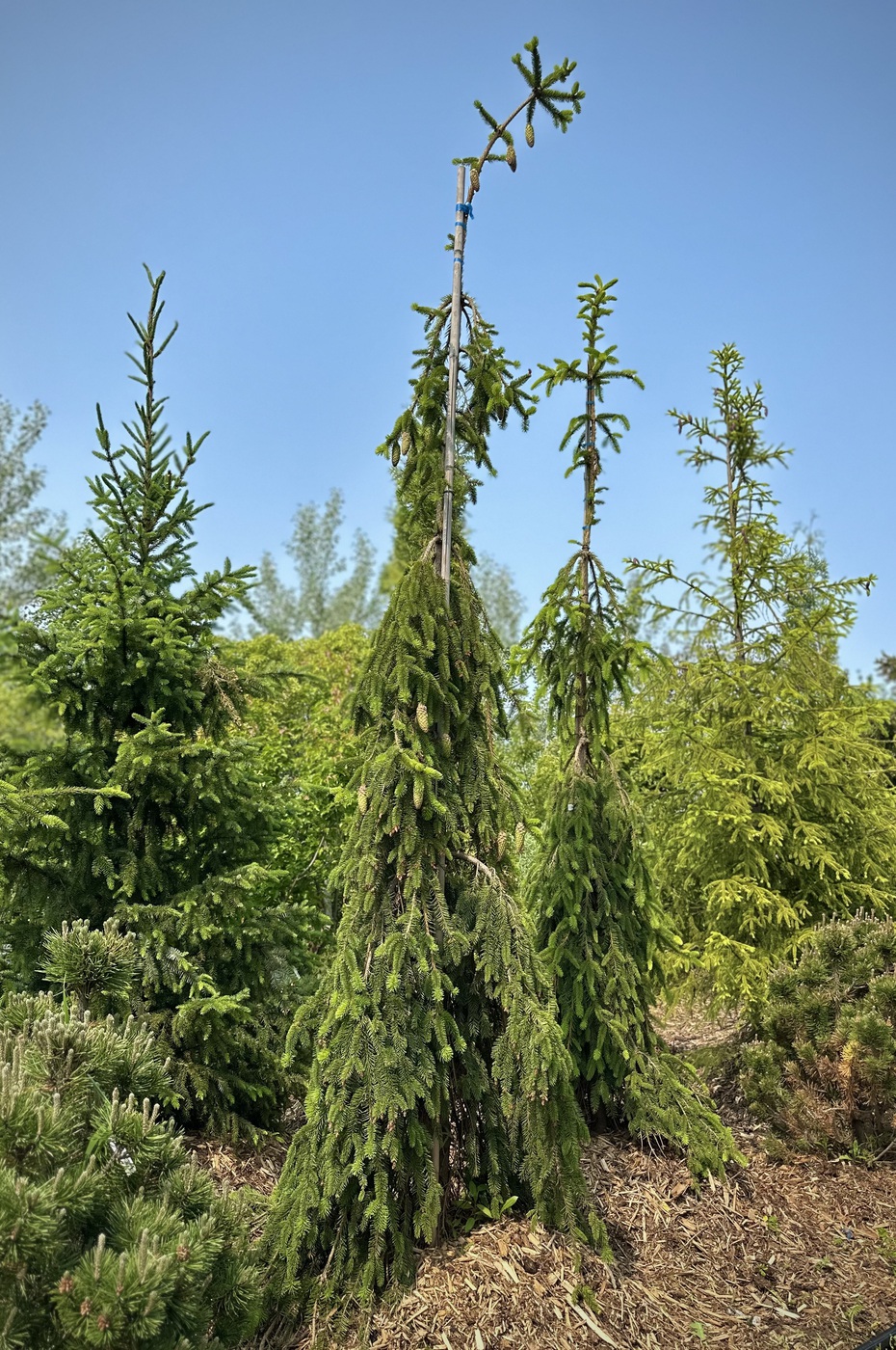 Ель обыкновенная `Инверса``Inversa`