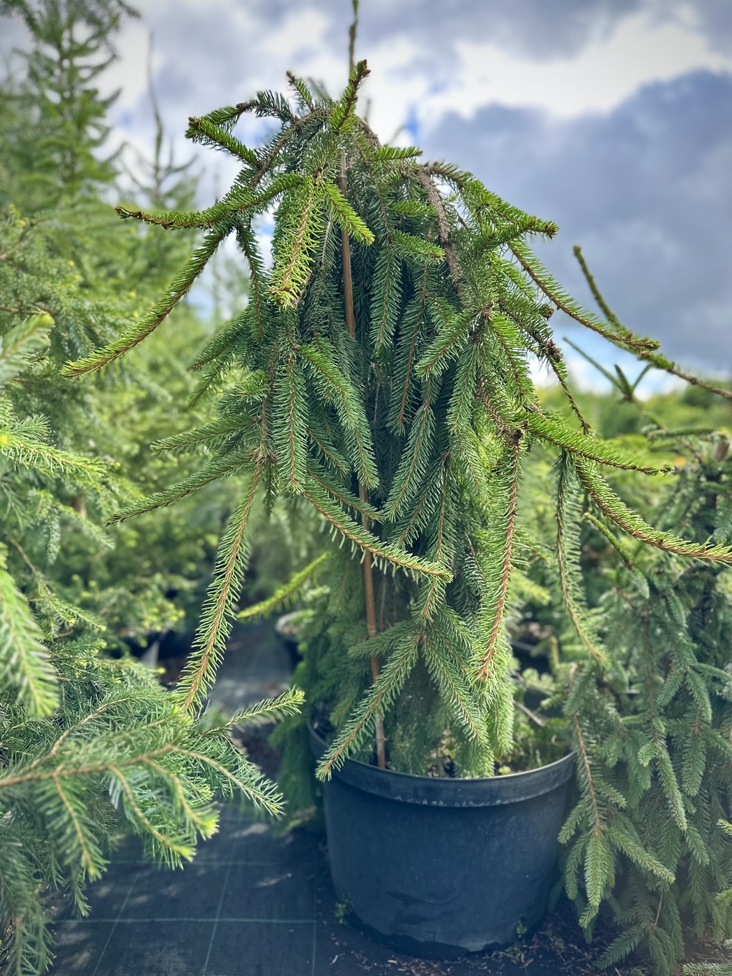 Ель обыкновенная `Инверса``Inversa`