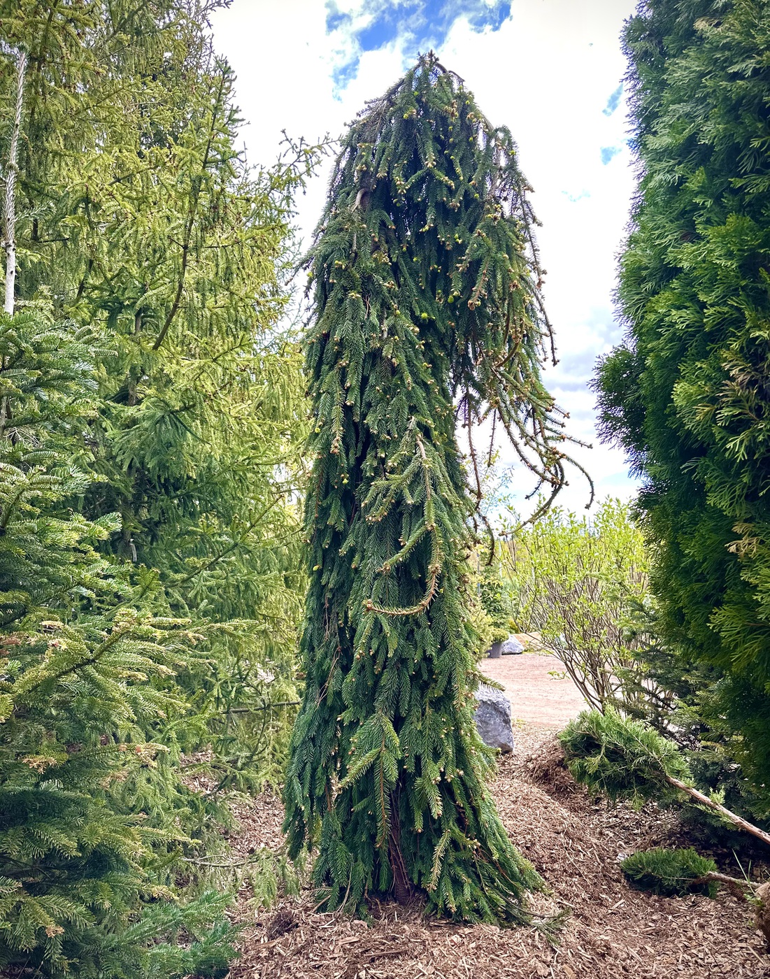 Ель обыкновенная `Инверса``Inversa`