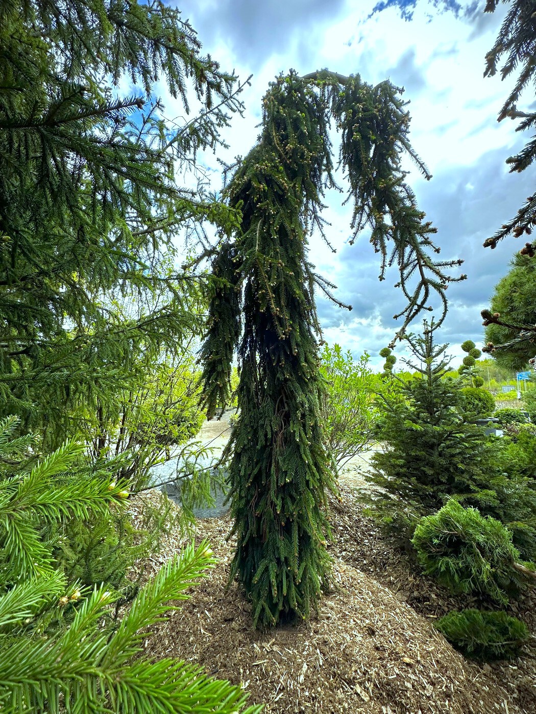 Ель обыкновенная `Инверса``Inversa`