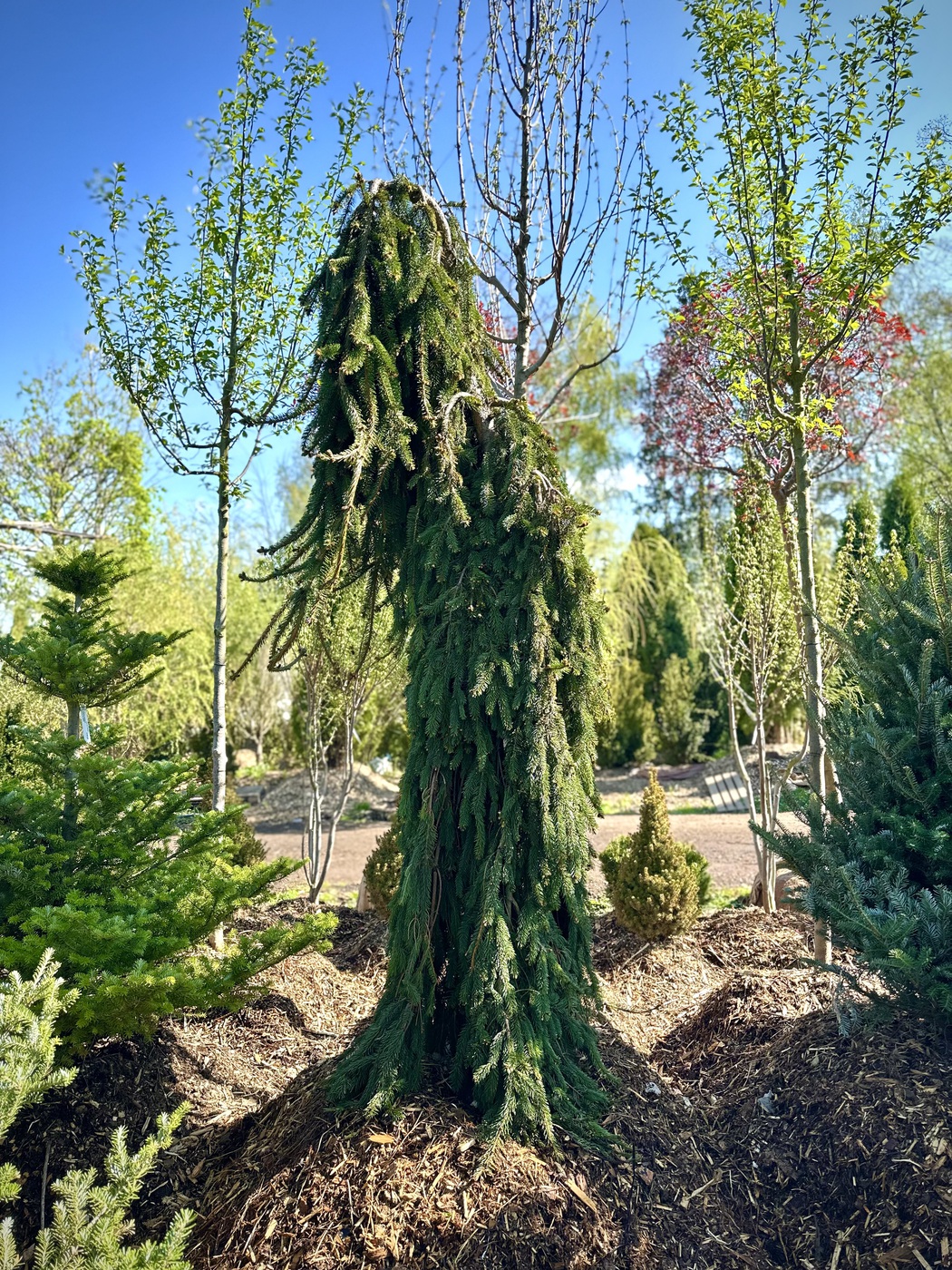 Ель обыкновенная `Инверса``Inversa`