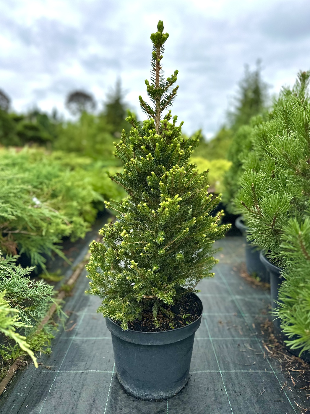 Ель обыкновенная `Виллс Цверг``Will's Zwerg`