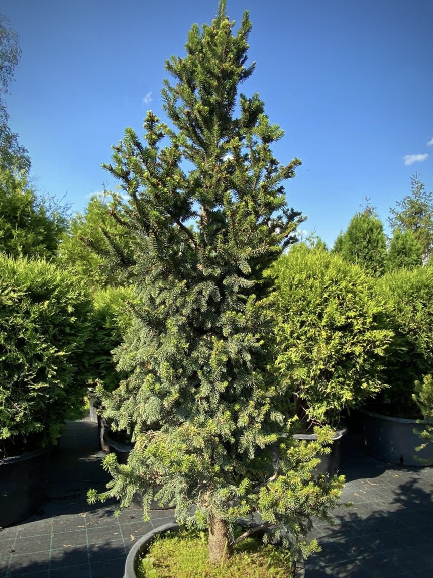 Ель обыкновенная `Виллс Цверг``Will's Zwerg`