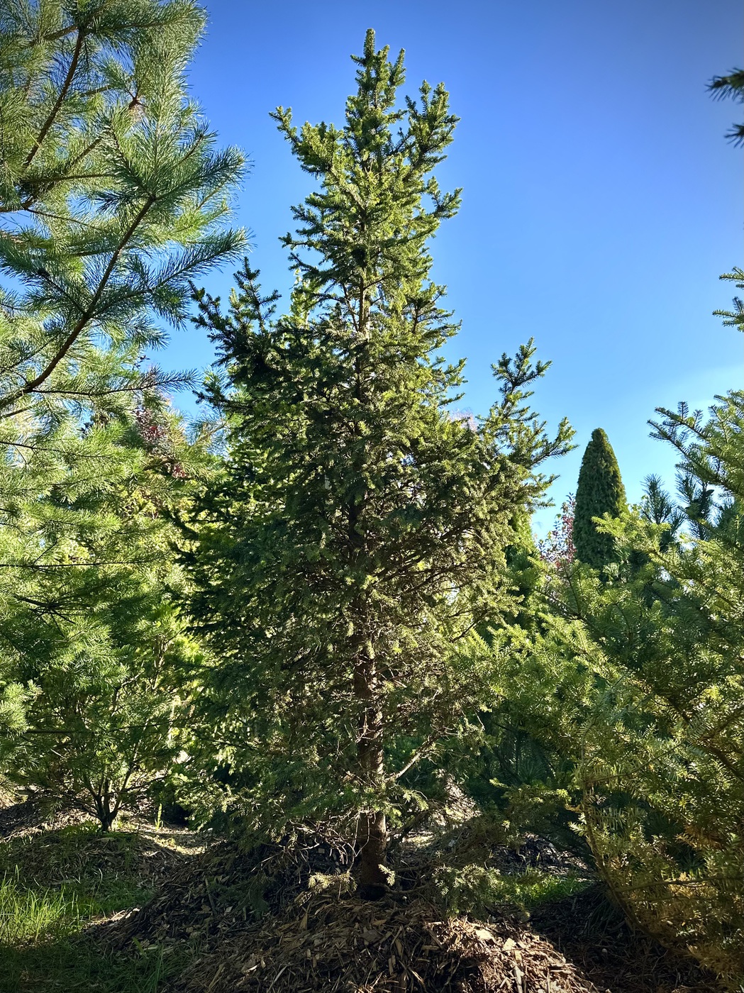 Ель обыкновенная `Виллс Цверг``Will's Zwerg`