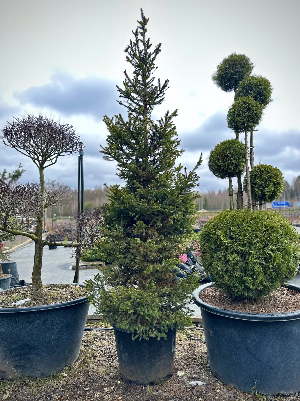 Ель обыкновенная `Виллс Цверг``Will's Zwerg` — изображение 3