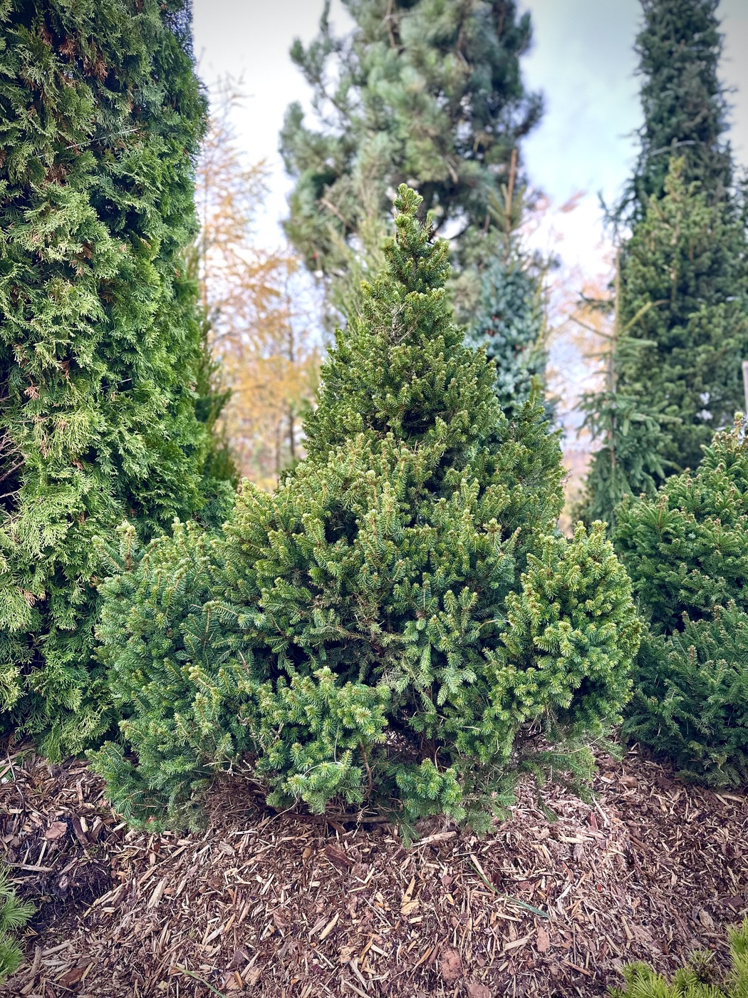 Ель обыкновенная `Виллс Цверг``Will's Zwerg`