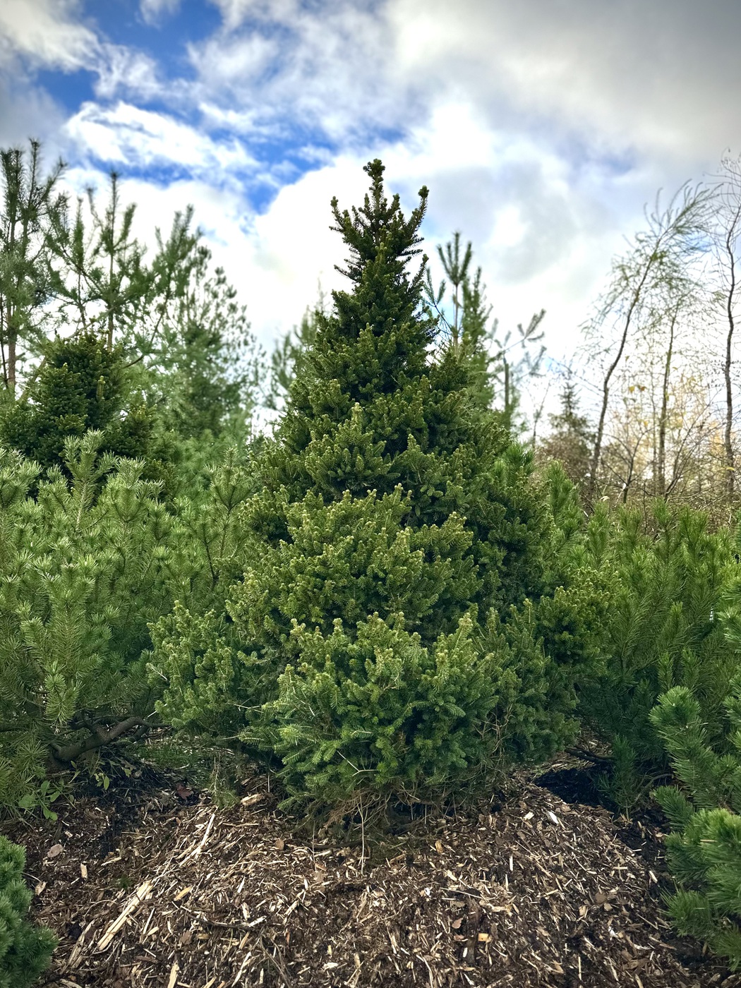 Ель обыкновенная `Виллс Цверг``Will's Zwerg`