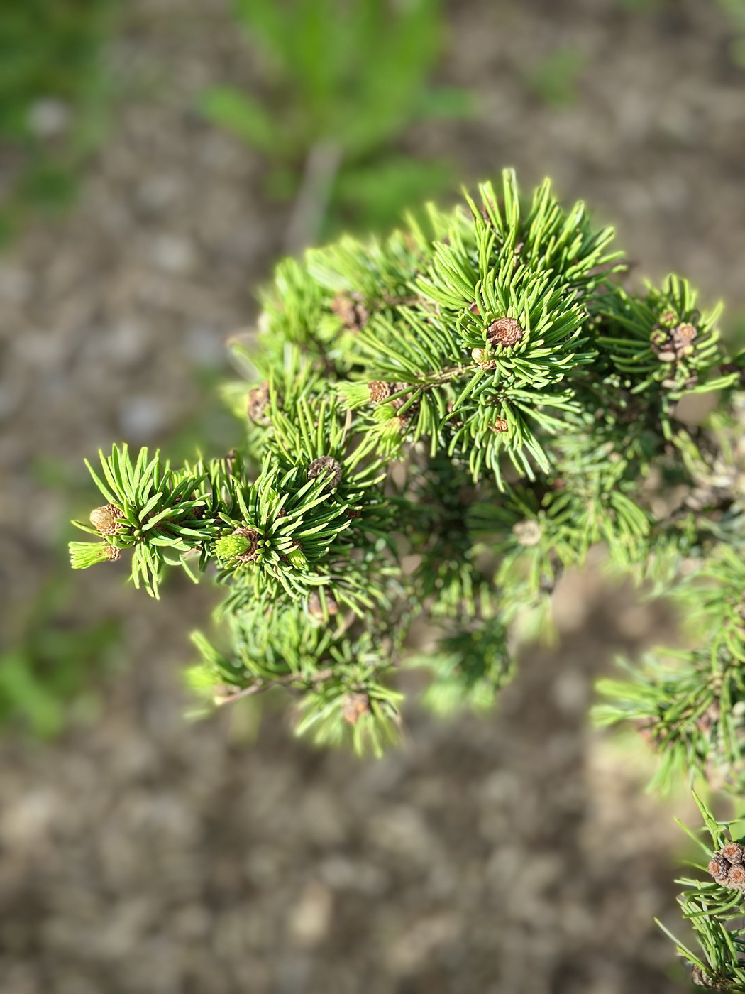 Ель обыкновенная `Виллс Цверг``Will's Zwerg` — изображение 2