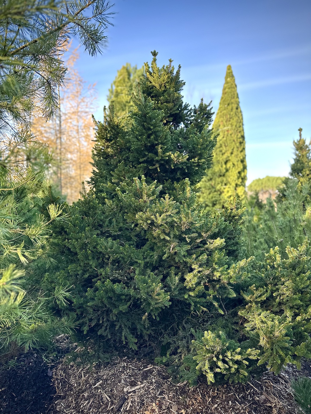 Ель обыкновенная `Виллс Цверг``Will's Zwerg`