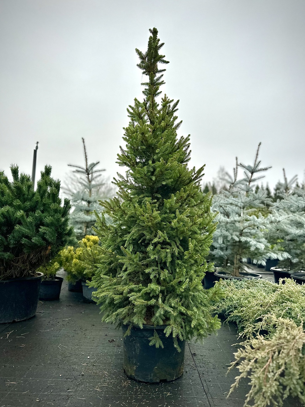 Ель обыкновенная `Виллс Цверг``Will's Zwerg`