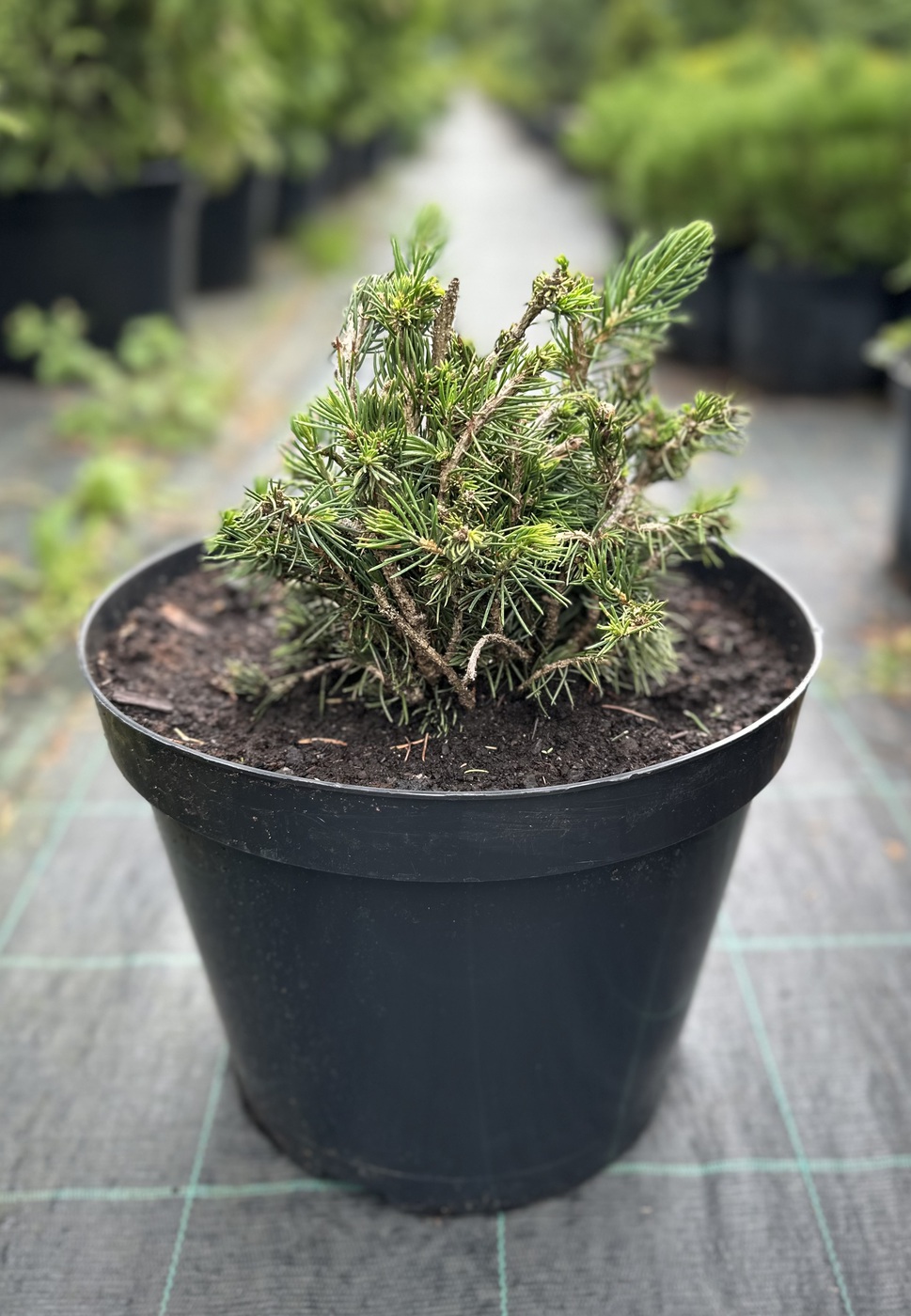 Ель обыкновенная `Томпа``Tompa`