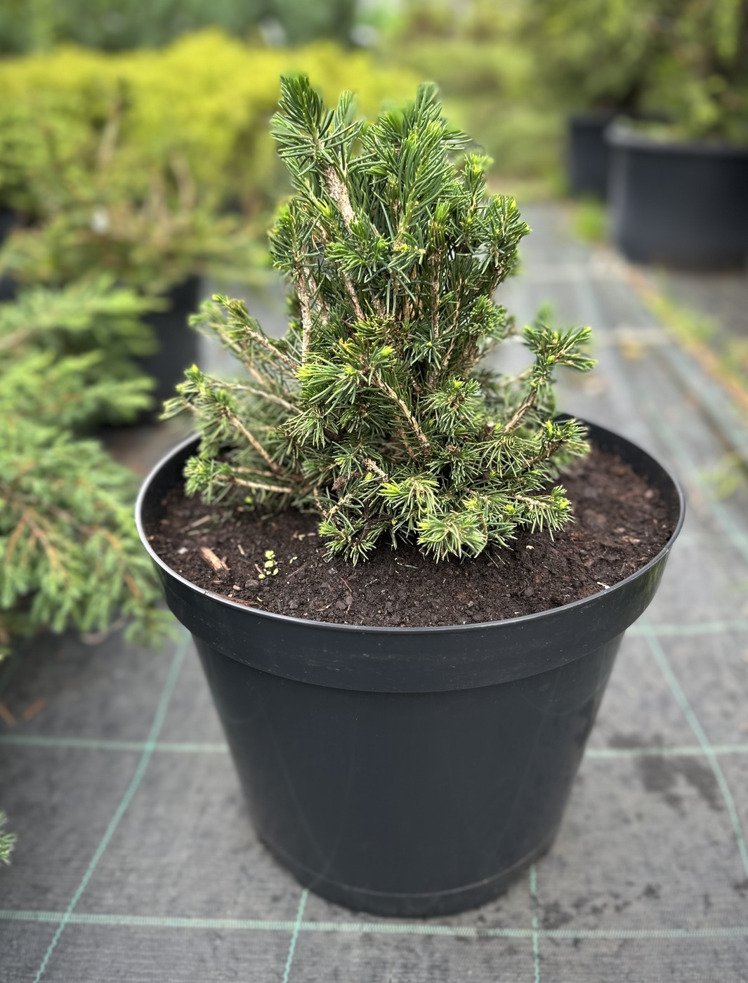 Ель обыкновенная `Томпа``Tompa`