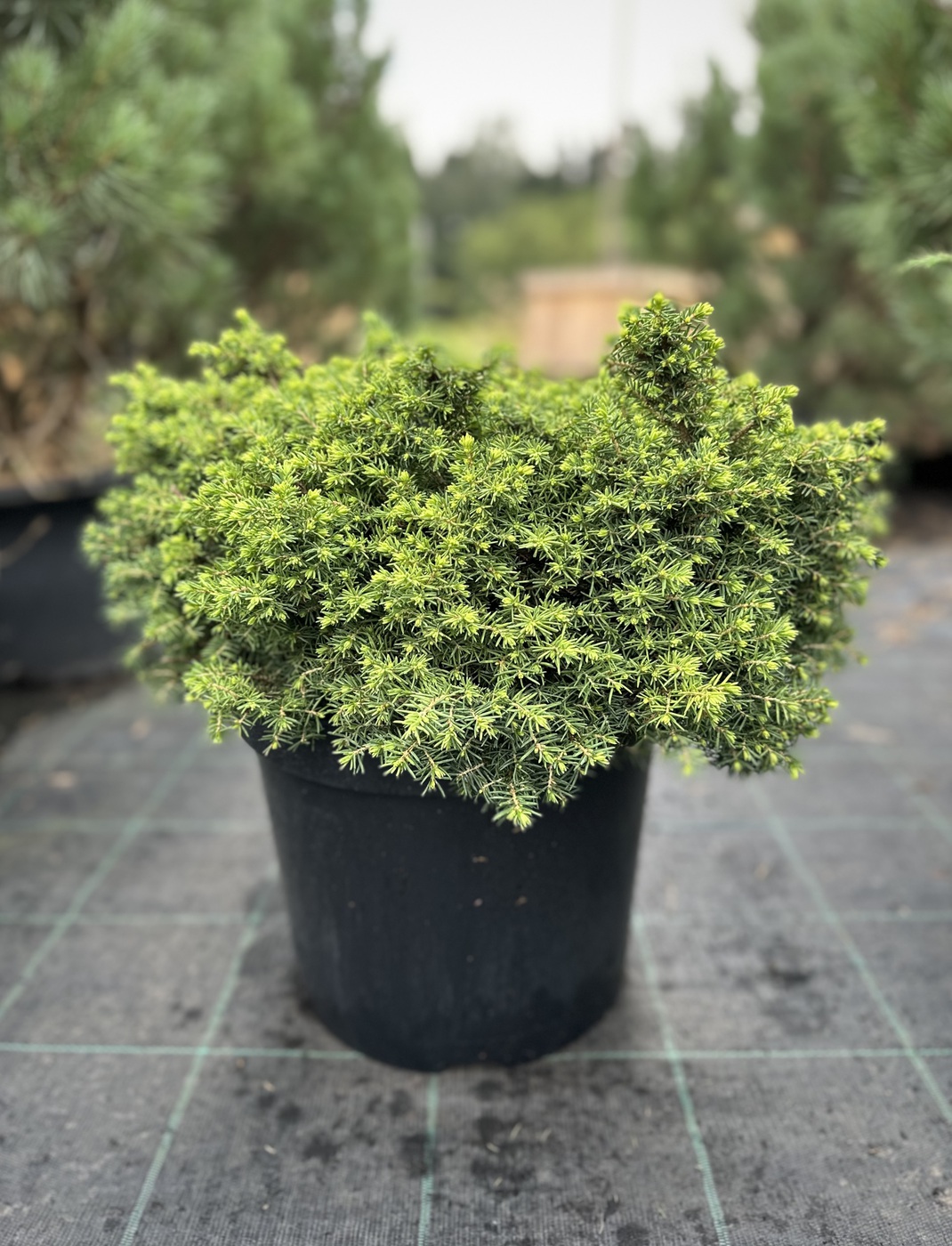 Ель обыкновенная Литтл Джем (Little Gem)