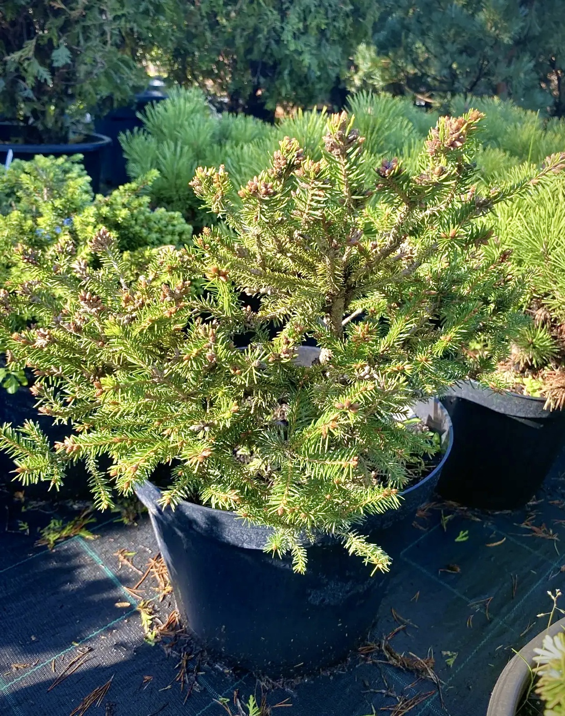 Ель обыкновенная Олендорффи (Ohlendorffii)