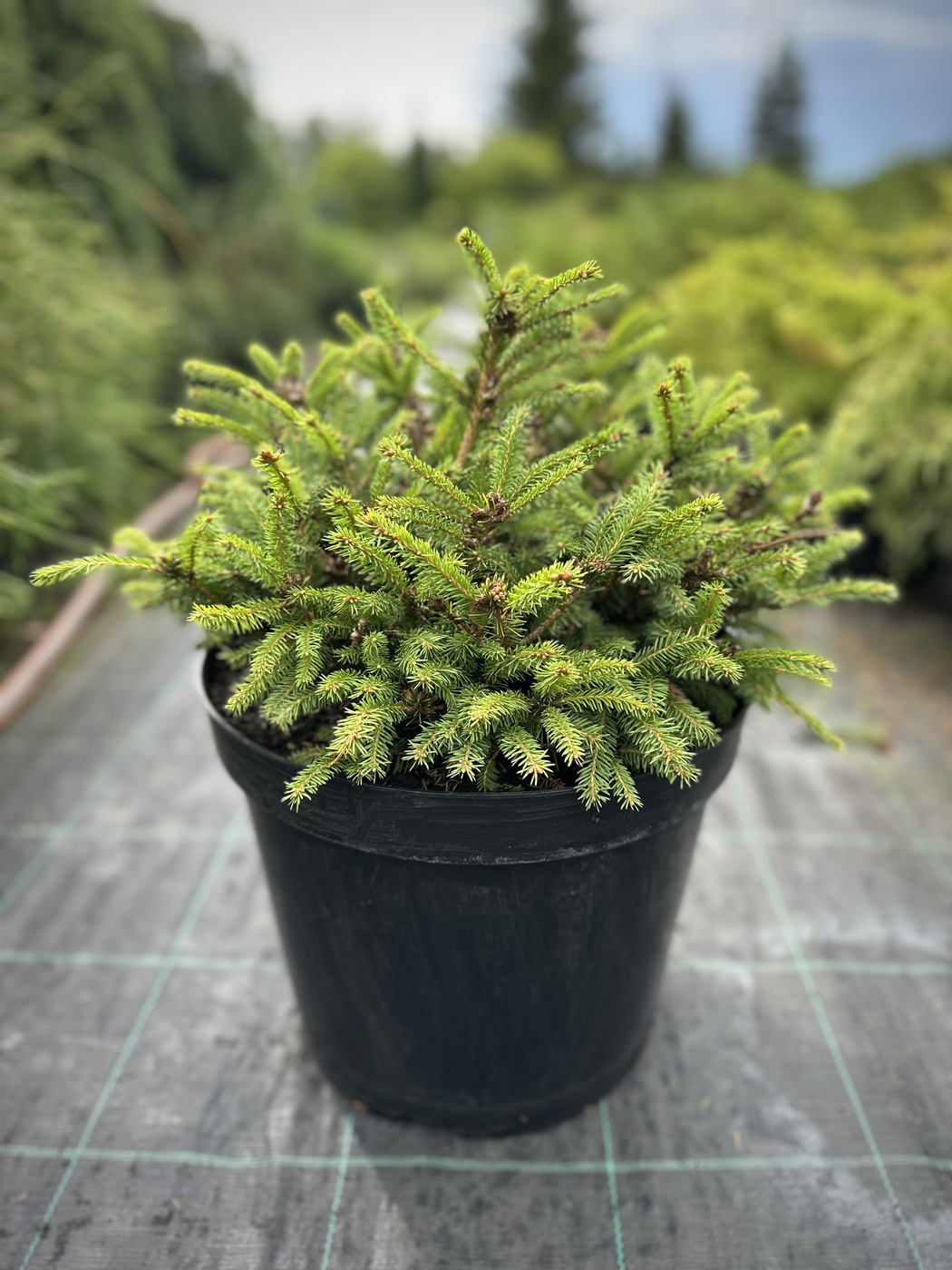 Ель обыкновенная Олендорффи (Ohlendorffii)