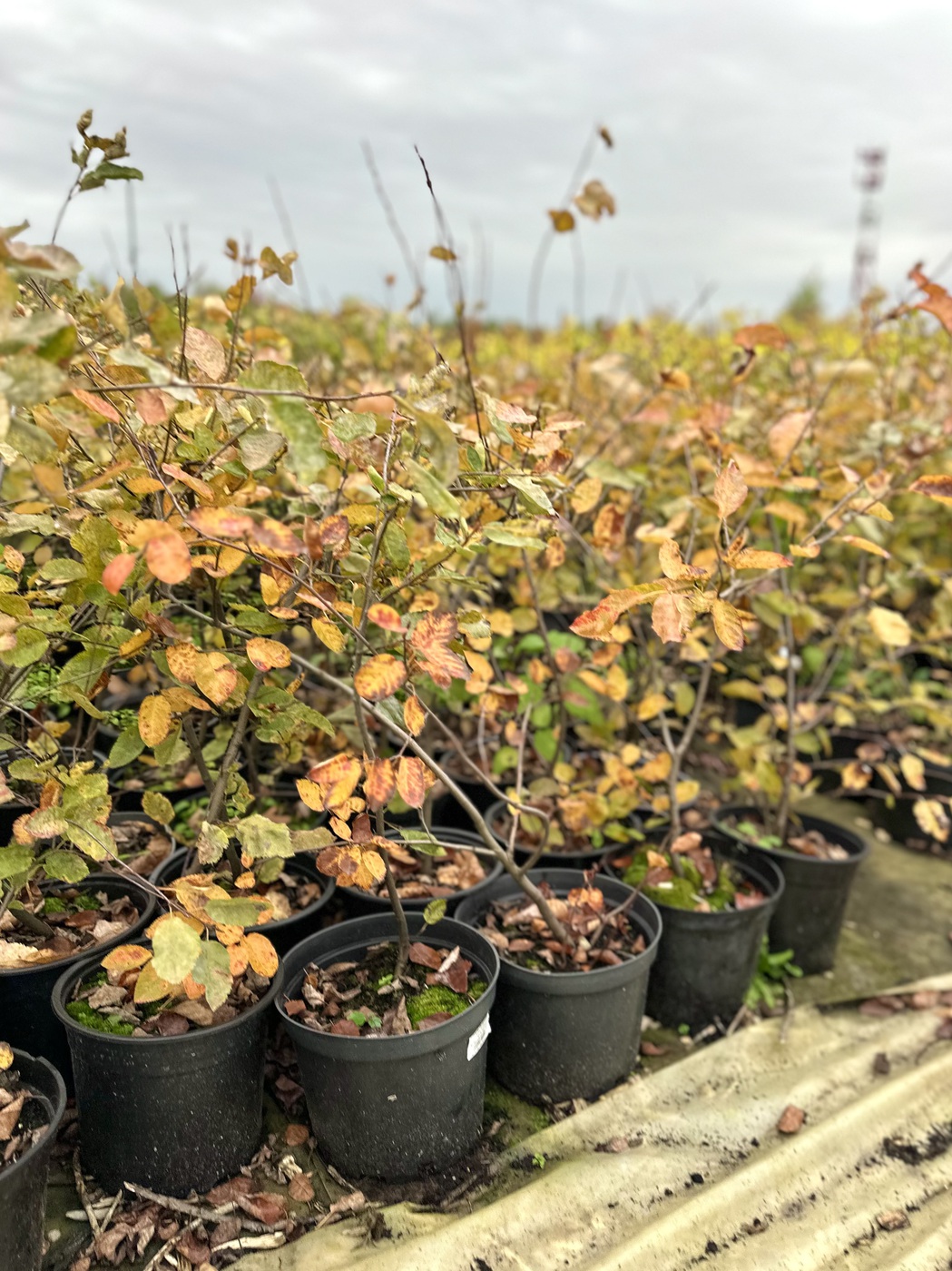 Ирга `Ламарка`