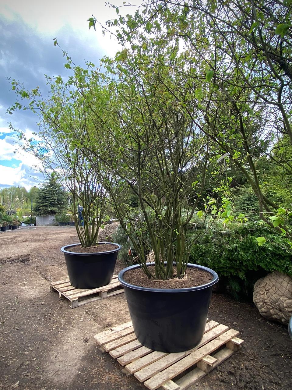 Ирга `Ламарка`