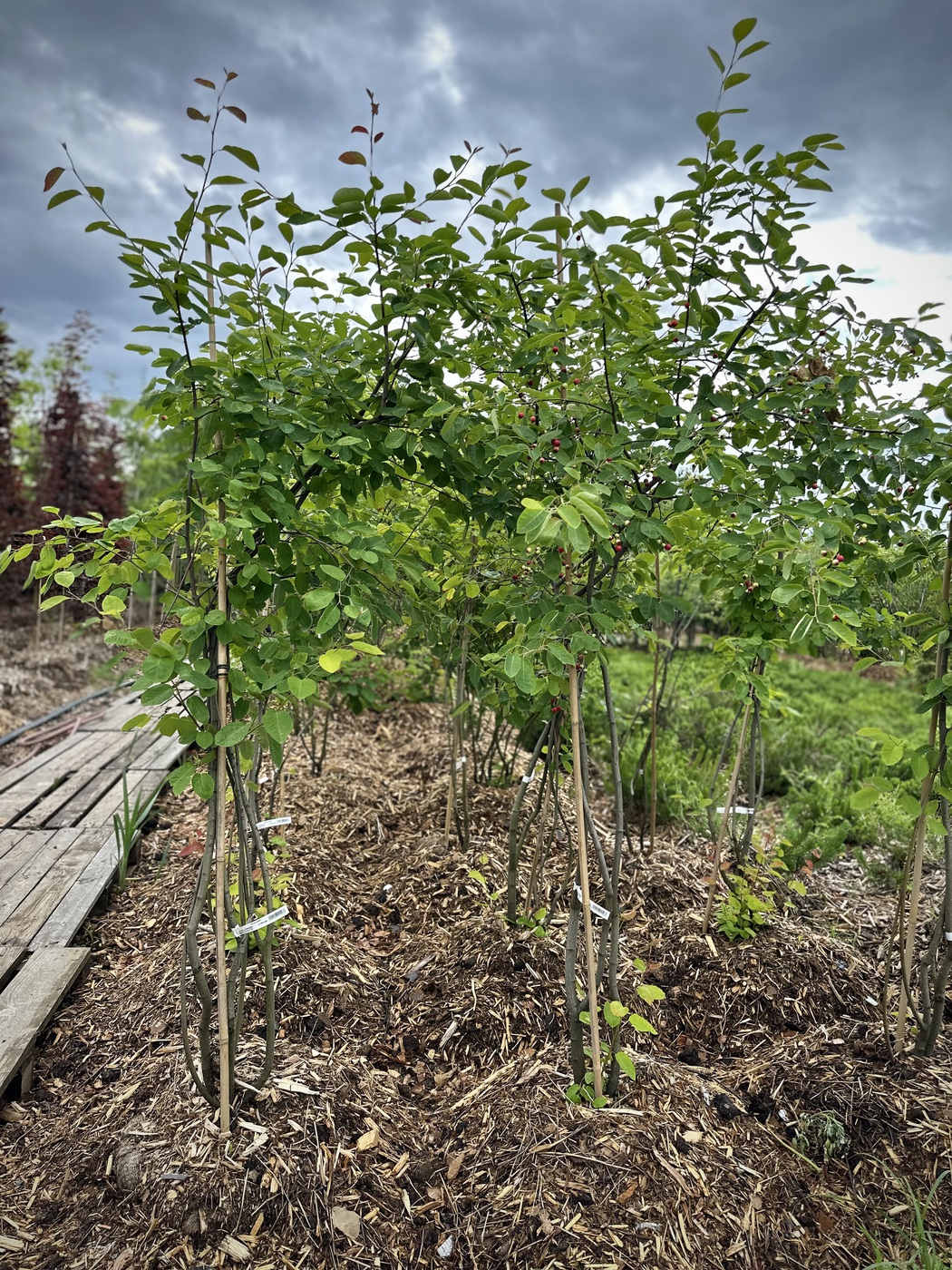 Ирга `Ламарка`