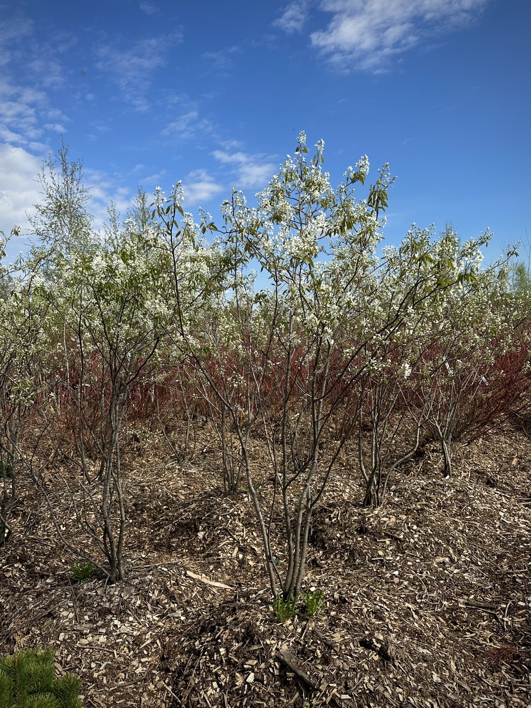 Ирга `Ламарка`