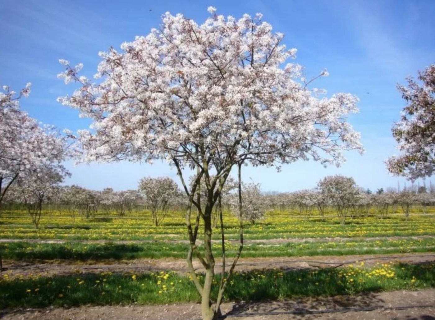 Ирга `Ламарка`