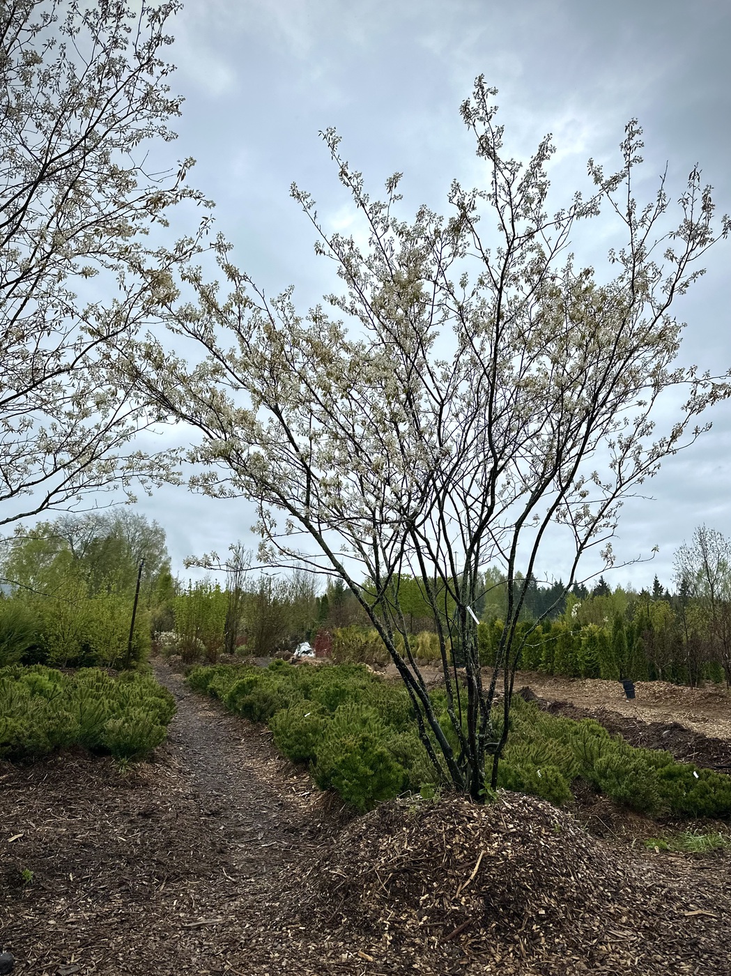 Ирга `Ламарка`