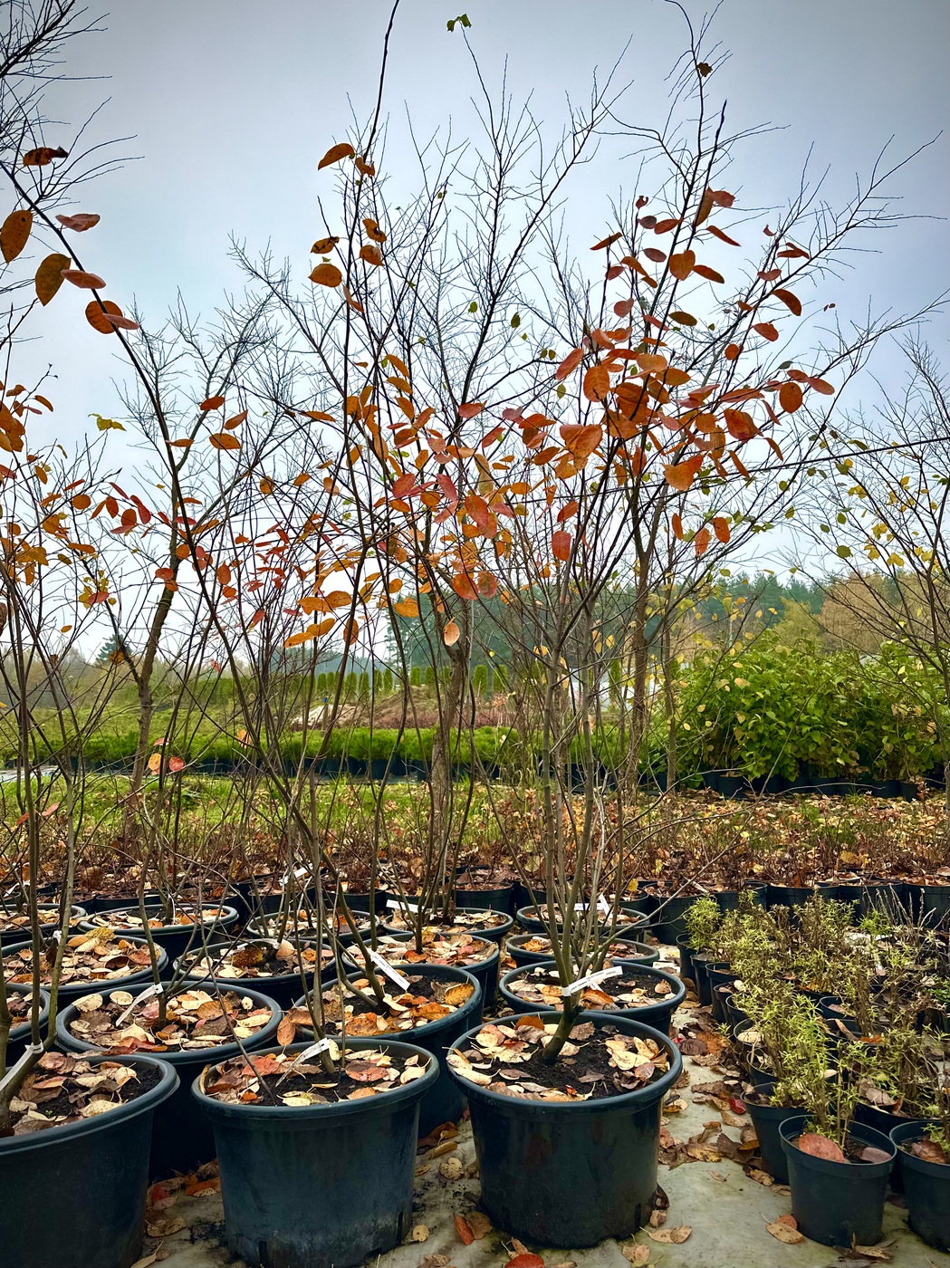 Ирга `Ламарка`