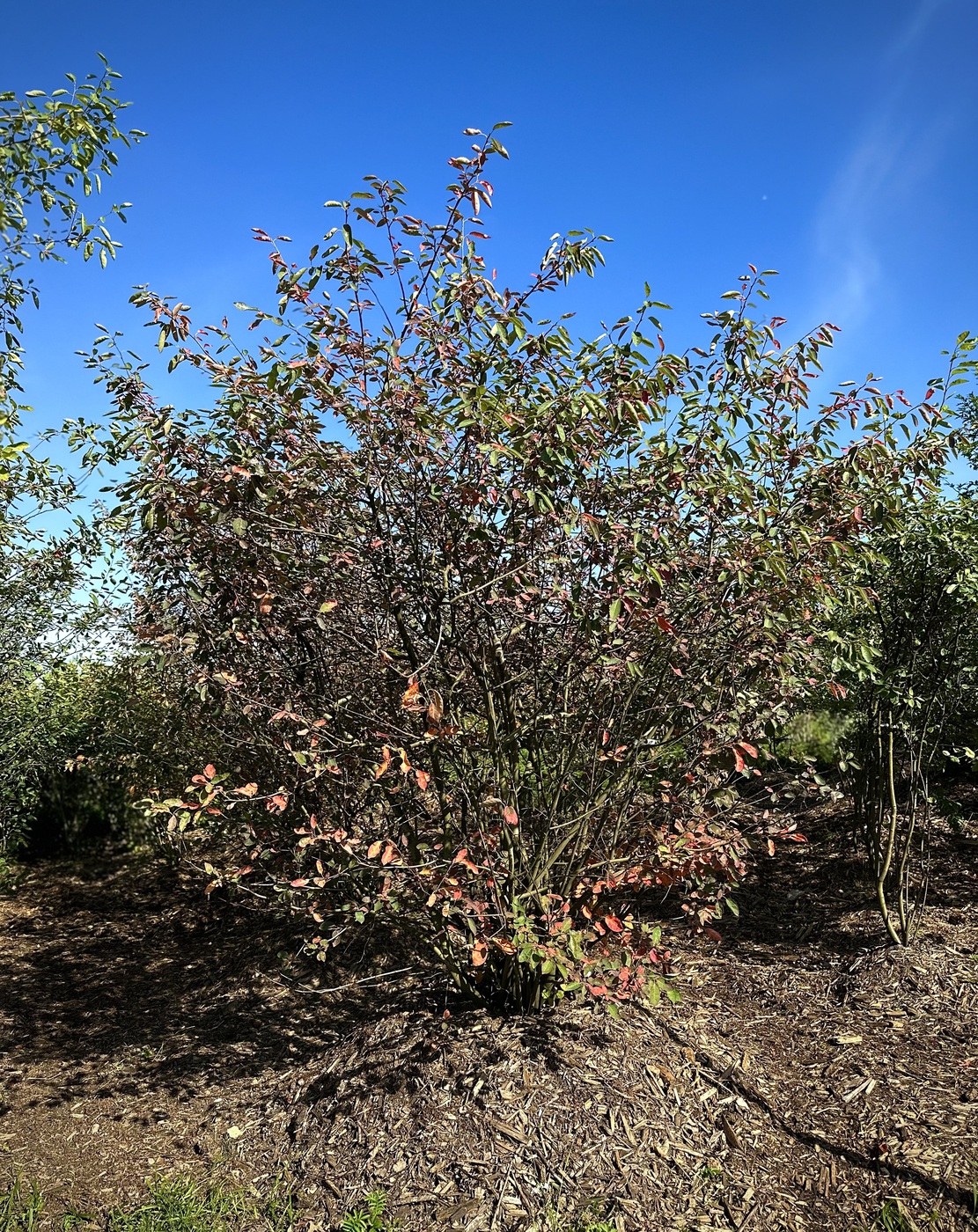 Ирга `Ламарка`