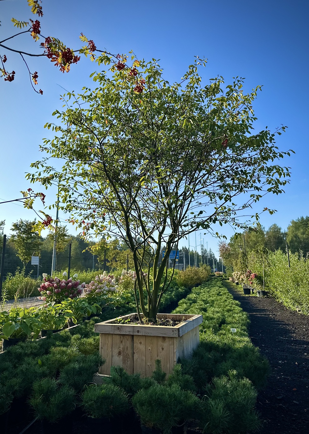 Ирга `Ламарка`