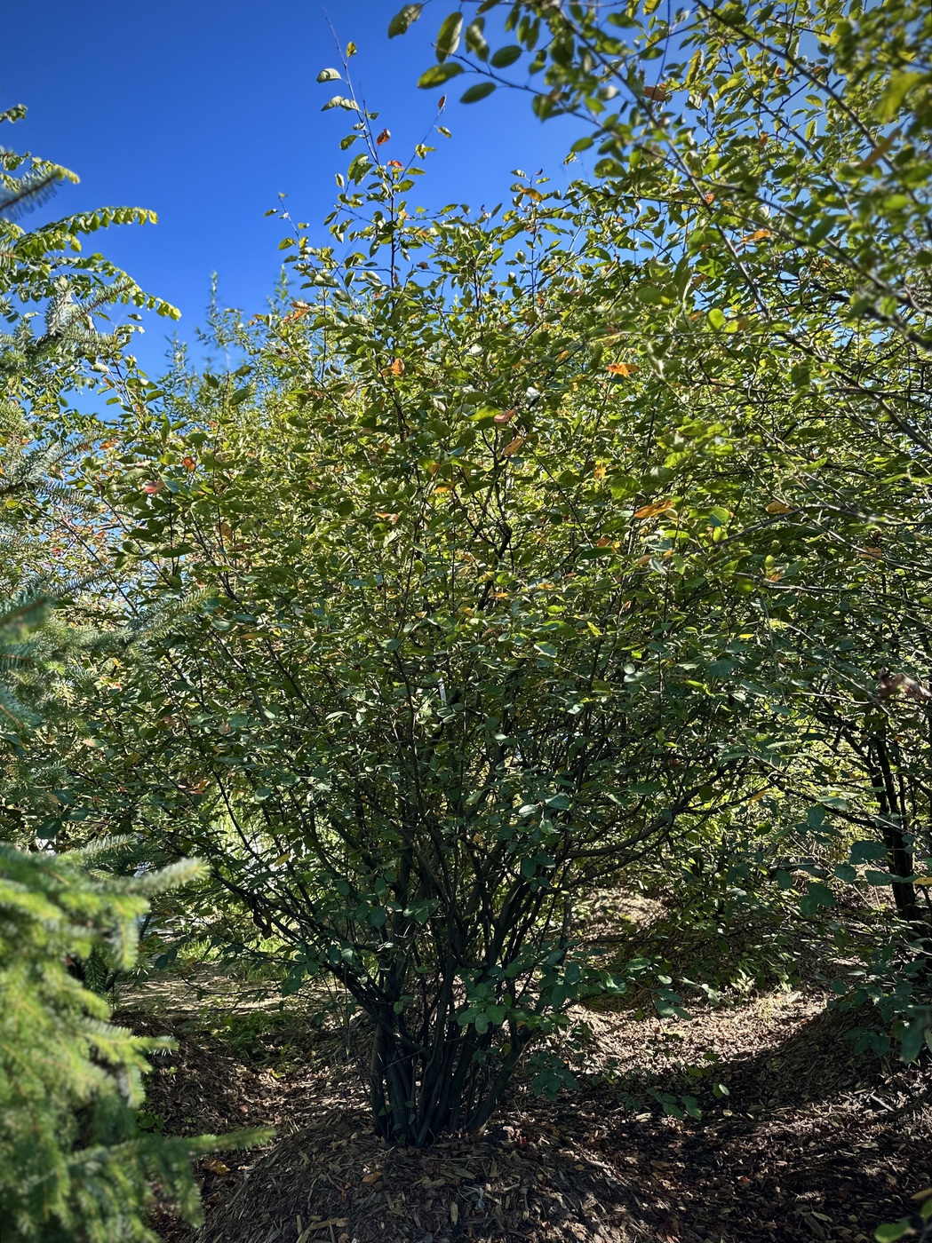 Ирга `Ламарка`