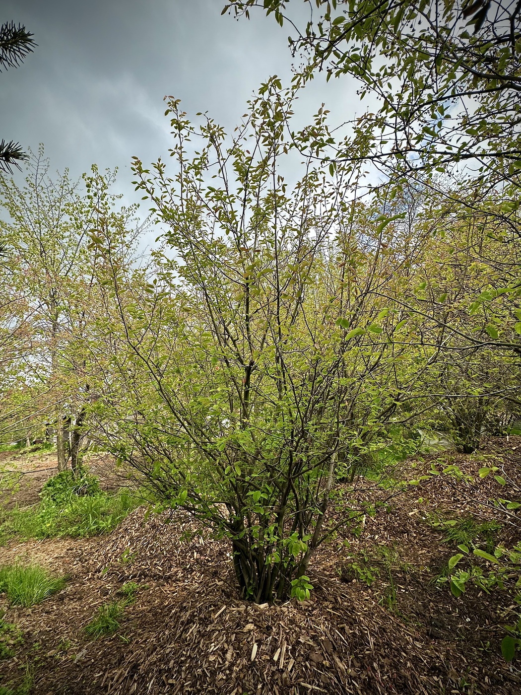 Ирга `Ламарка`