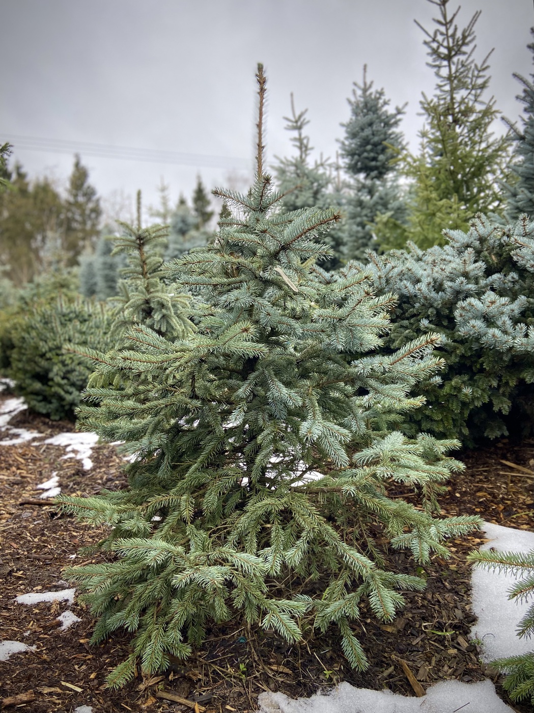 Ель колючая `Глаука``Glauca`