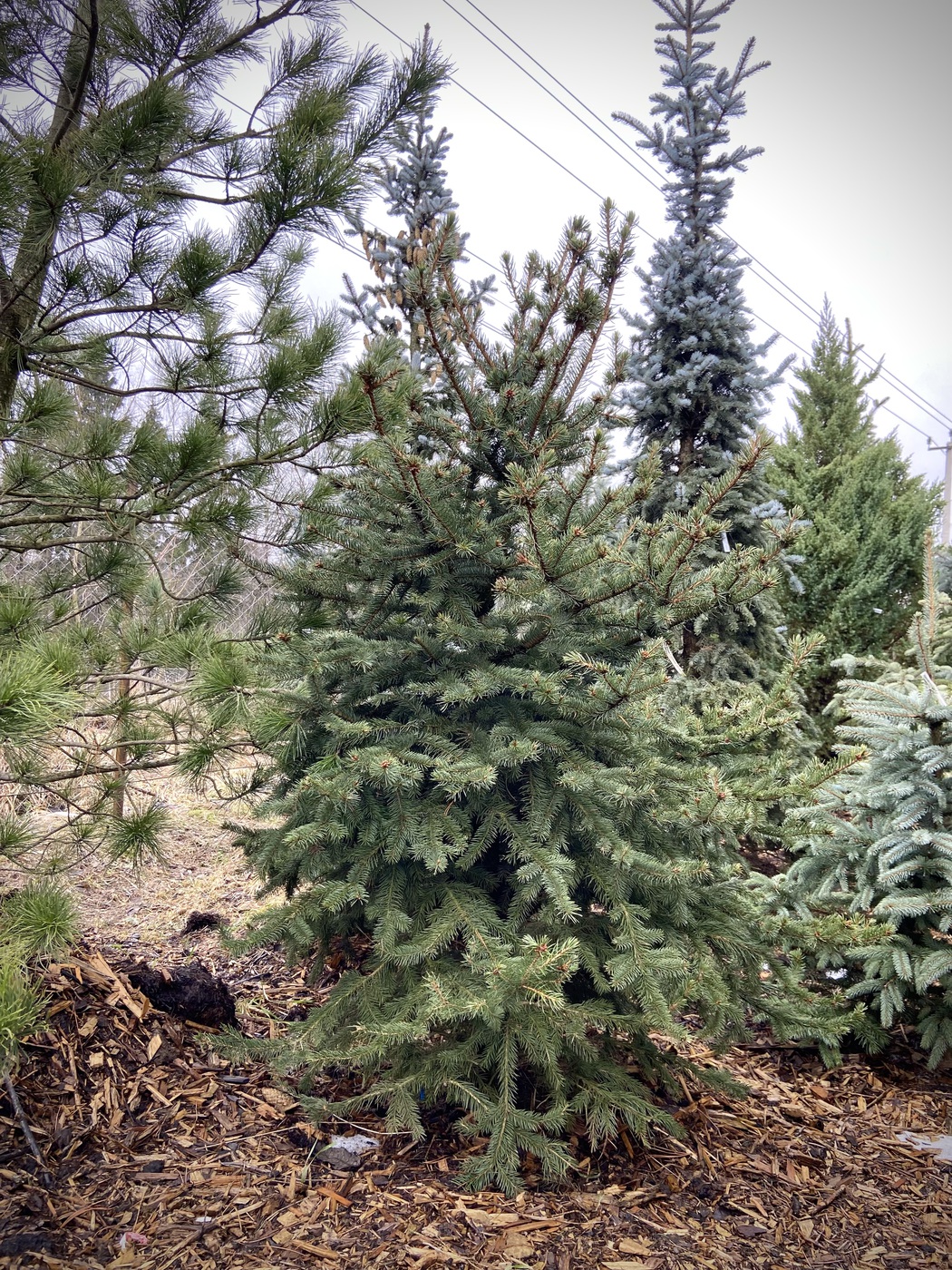 Ель колючая `Глаука``Glauca`