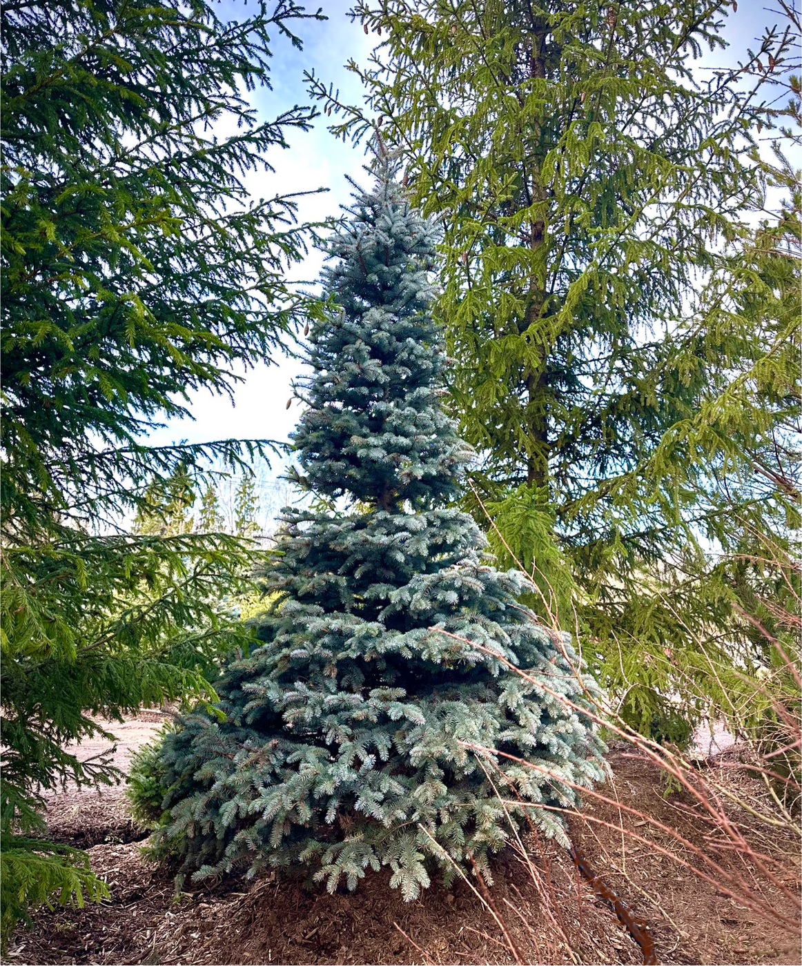 Ель колючая `Глаука``Glauca`