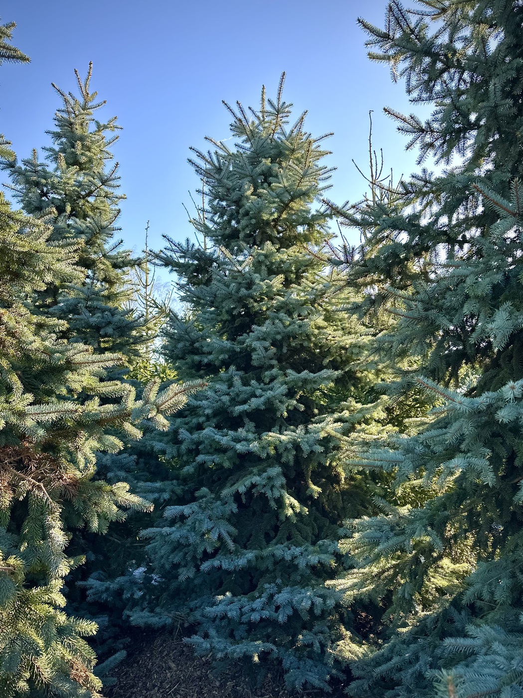 Ель колючая Глаука (Glauca)