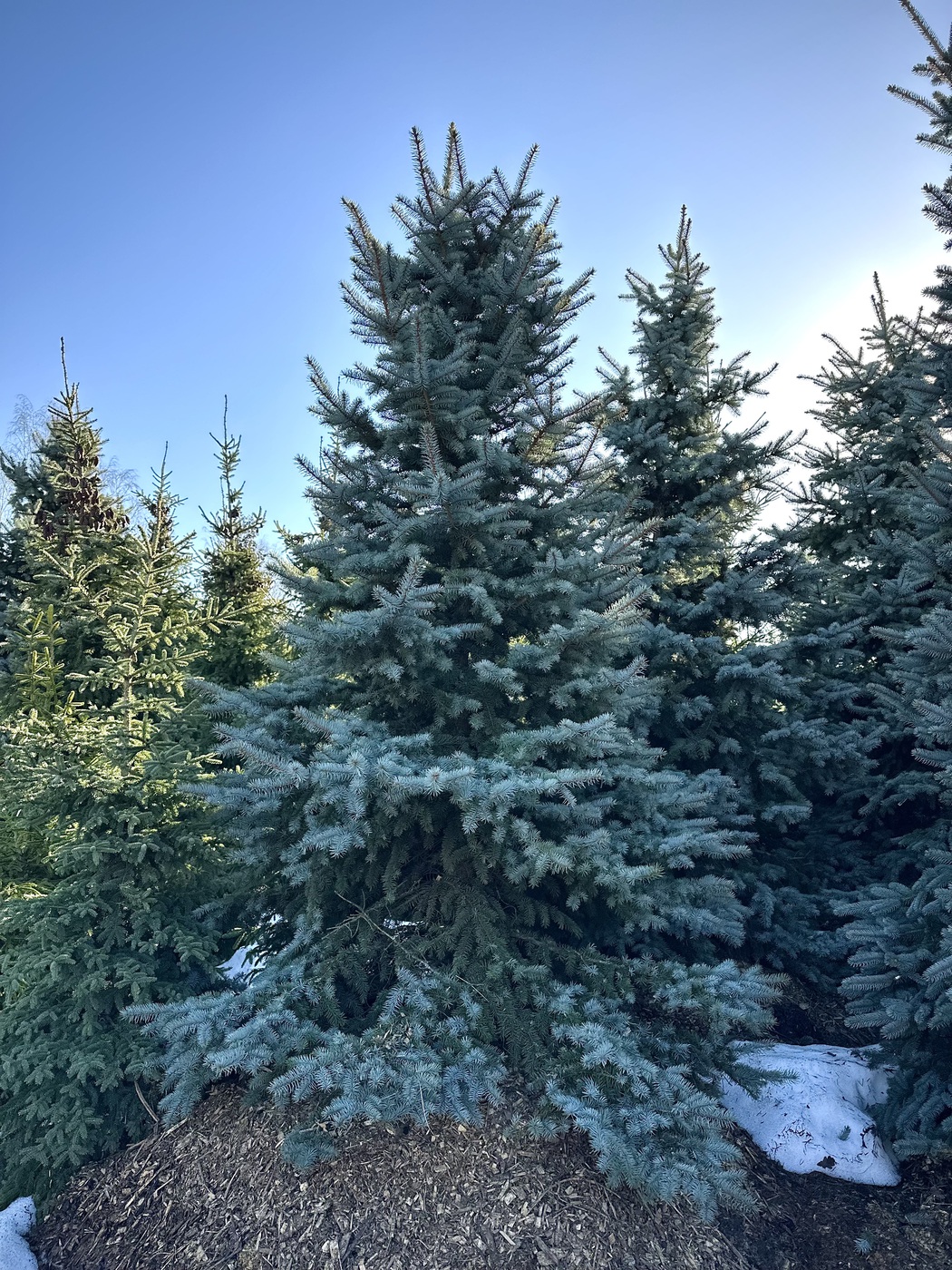 Ель колючая Глаука (Glauca)