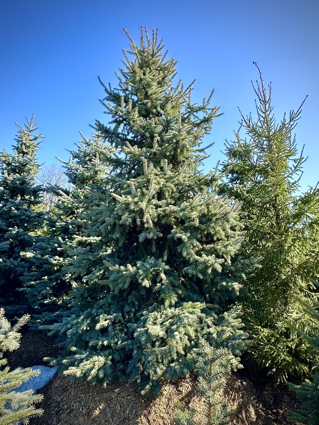 Ель колючая Глаука (Glauca)