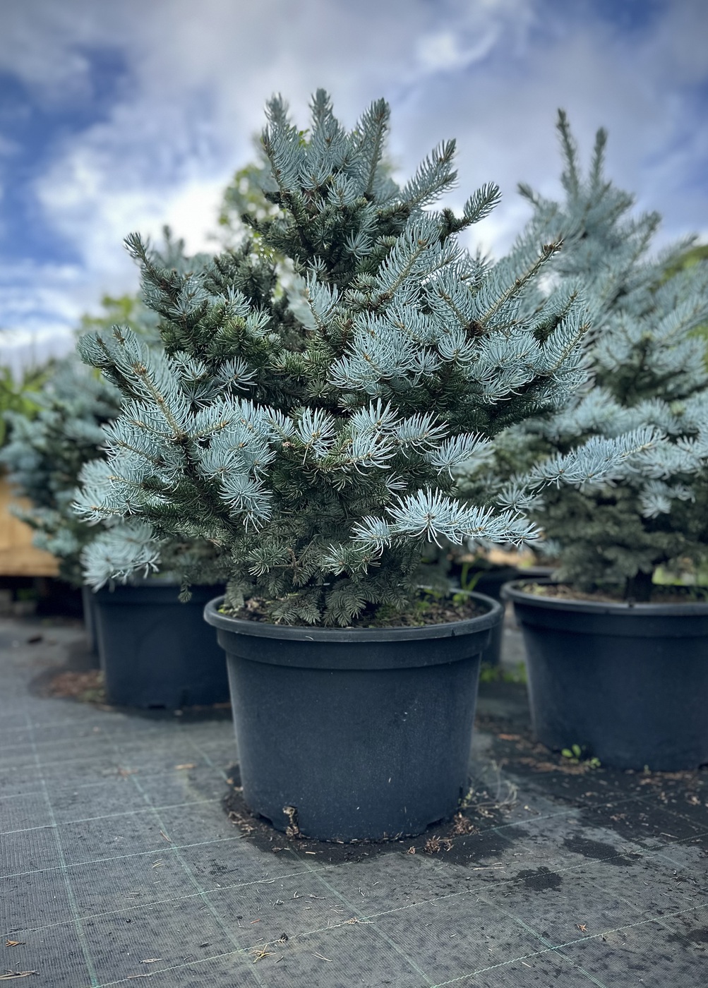 Ель колючая Глаука Глобоза (Glauca Globosa)