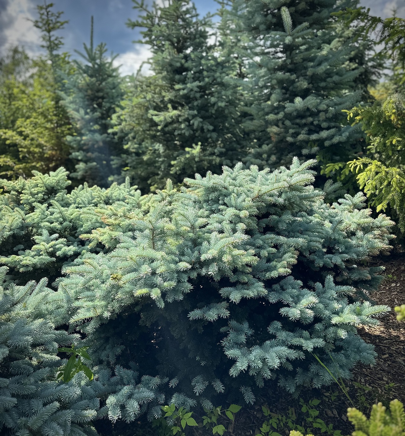 Ель колючая Глаука Глобоза (Glauca Globosa)
