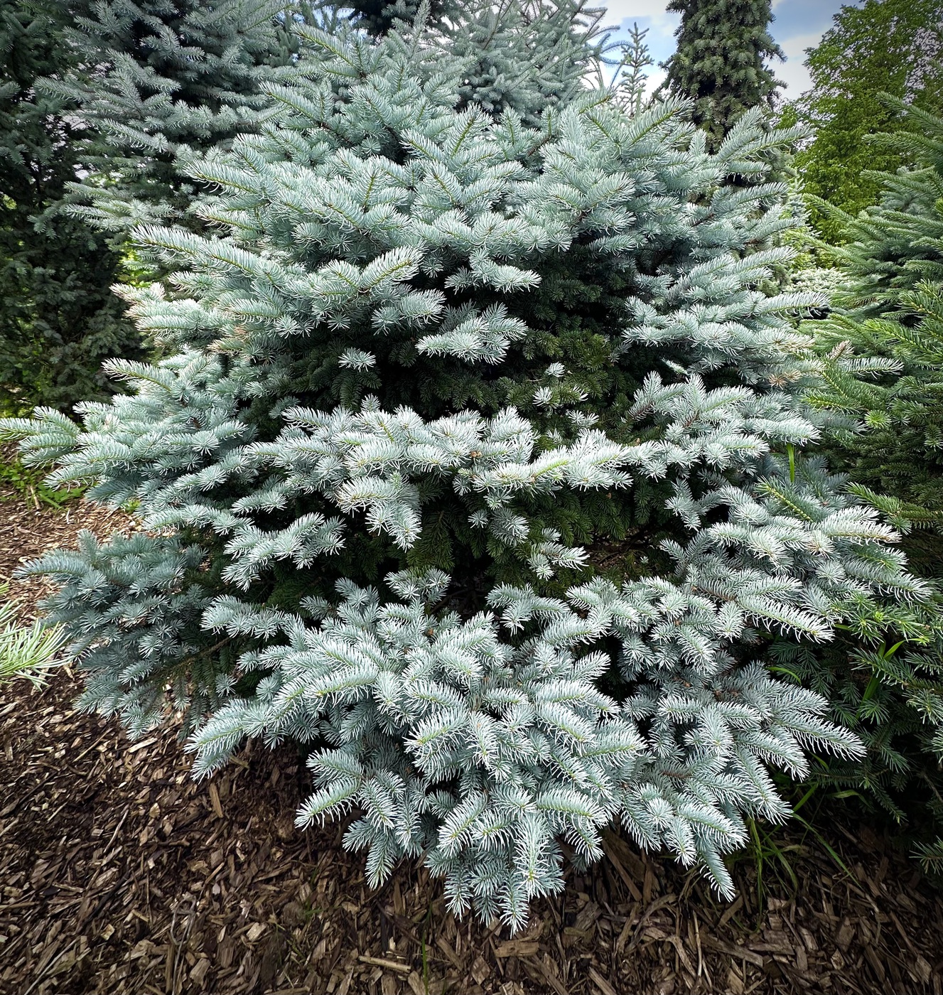 Ель колючая `Глаука Глобоза``Glauca Globosa`