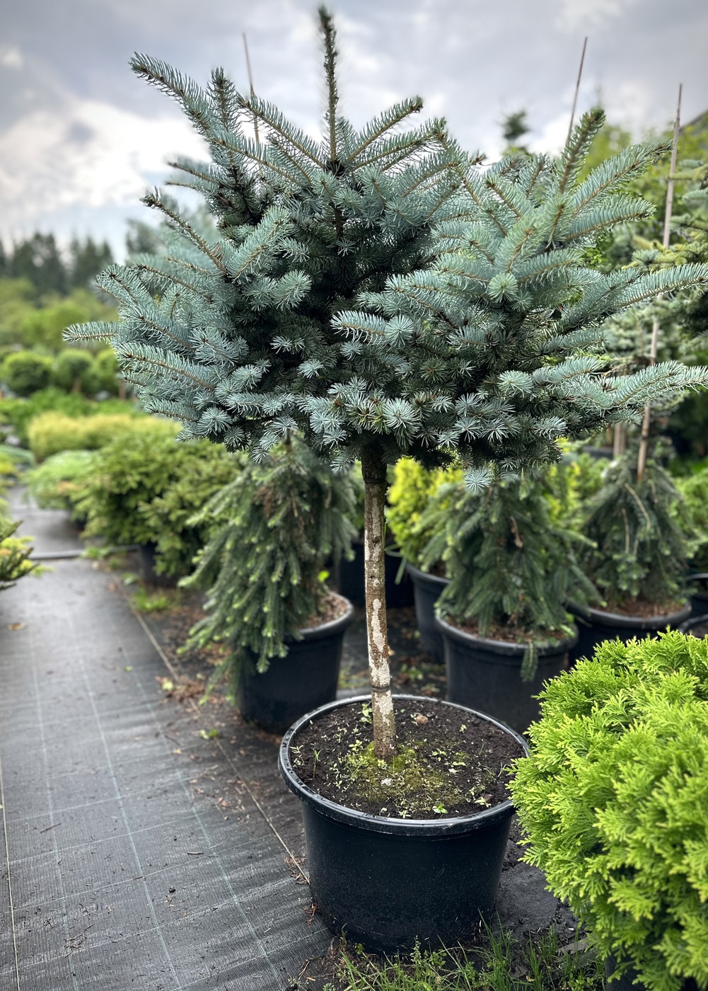 Ель колючая Глаука Глобоза (Glauca Globosa)