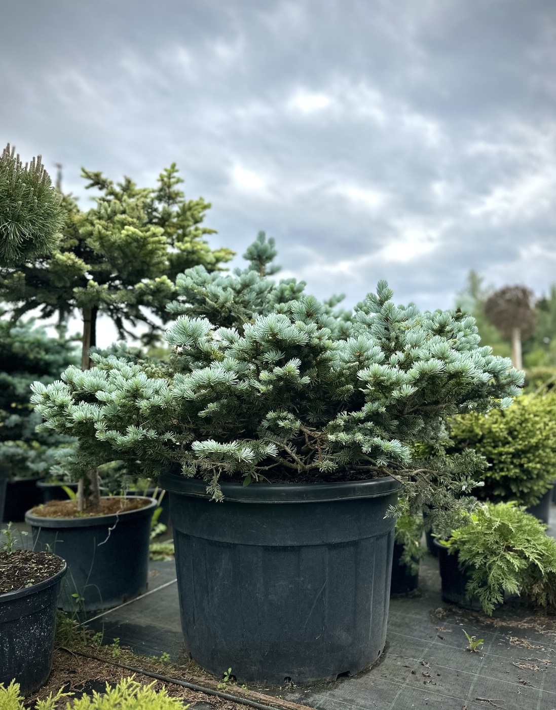 Ель колючая Глаука Глобоза (Glauca Globosa)